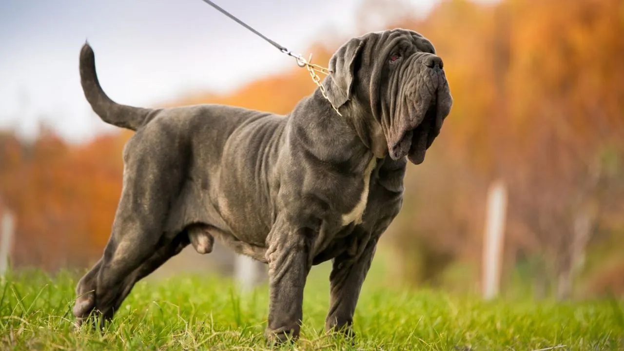 Mastiffs