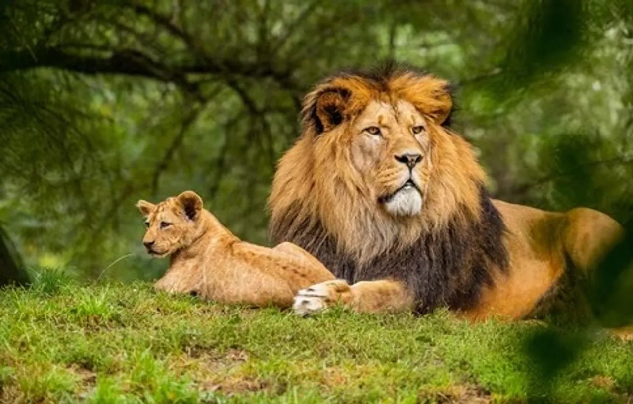 lion day  8