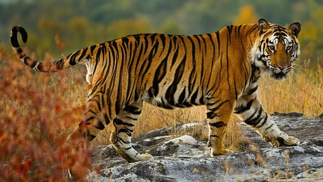 bengal-tiger