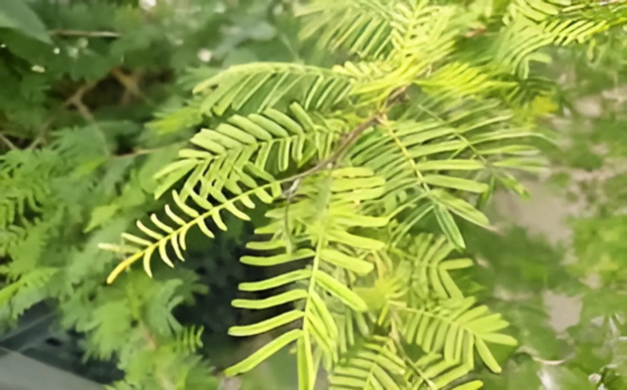 शमी के पत्ते