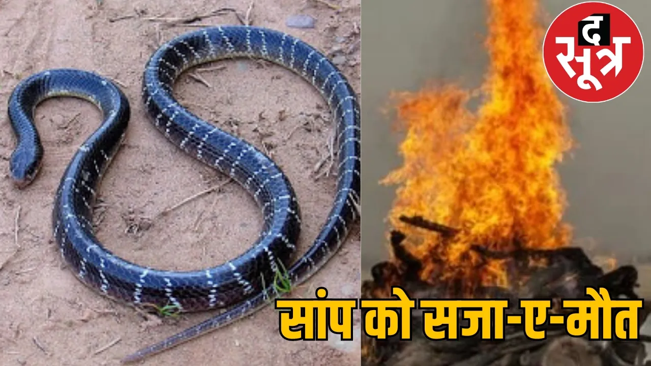 Young man died snake bite Korba Chattisgarh the sootr