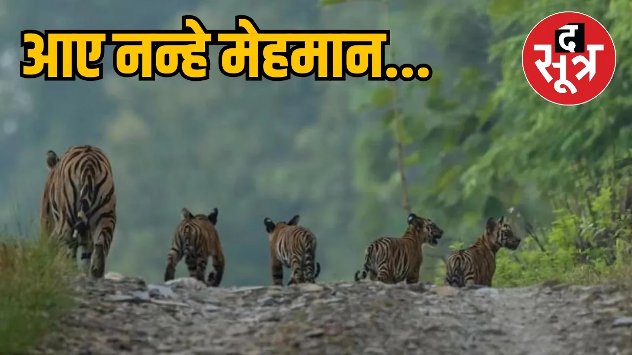 4 cubs born