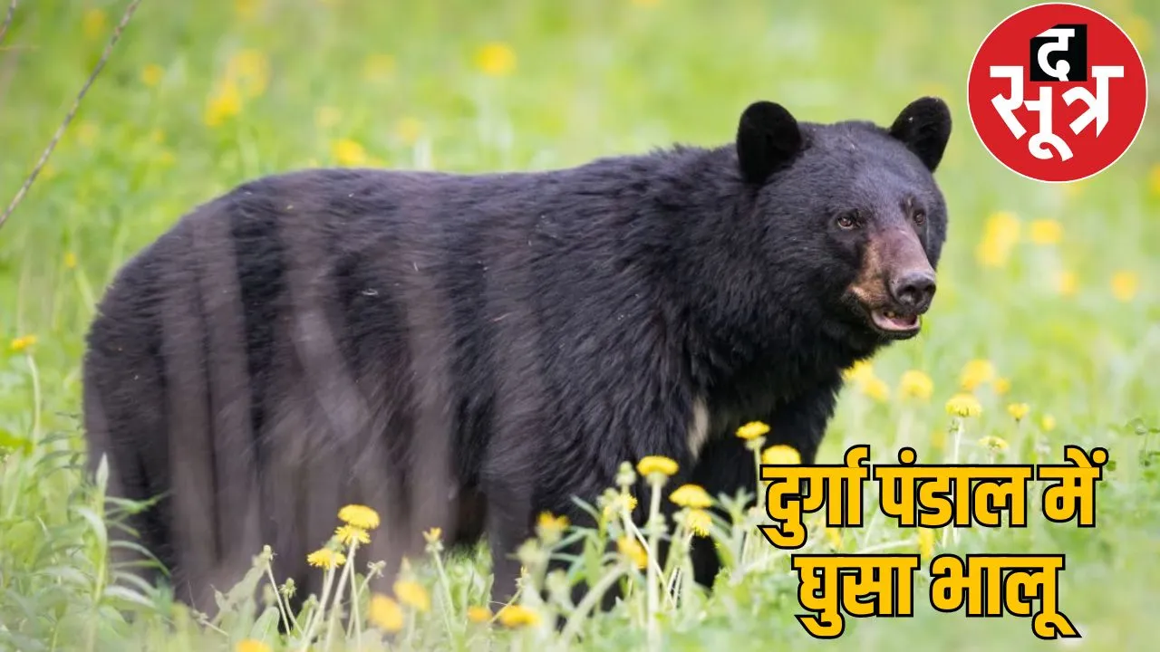 bear suddenly entered Durga Pandal Kanker