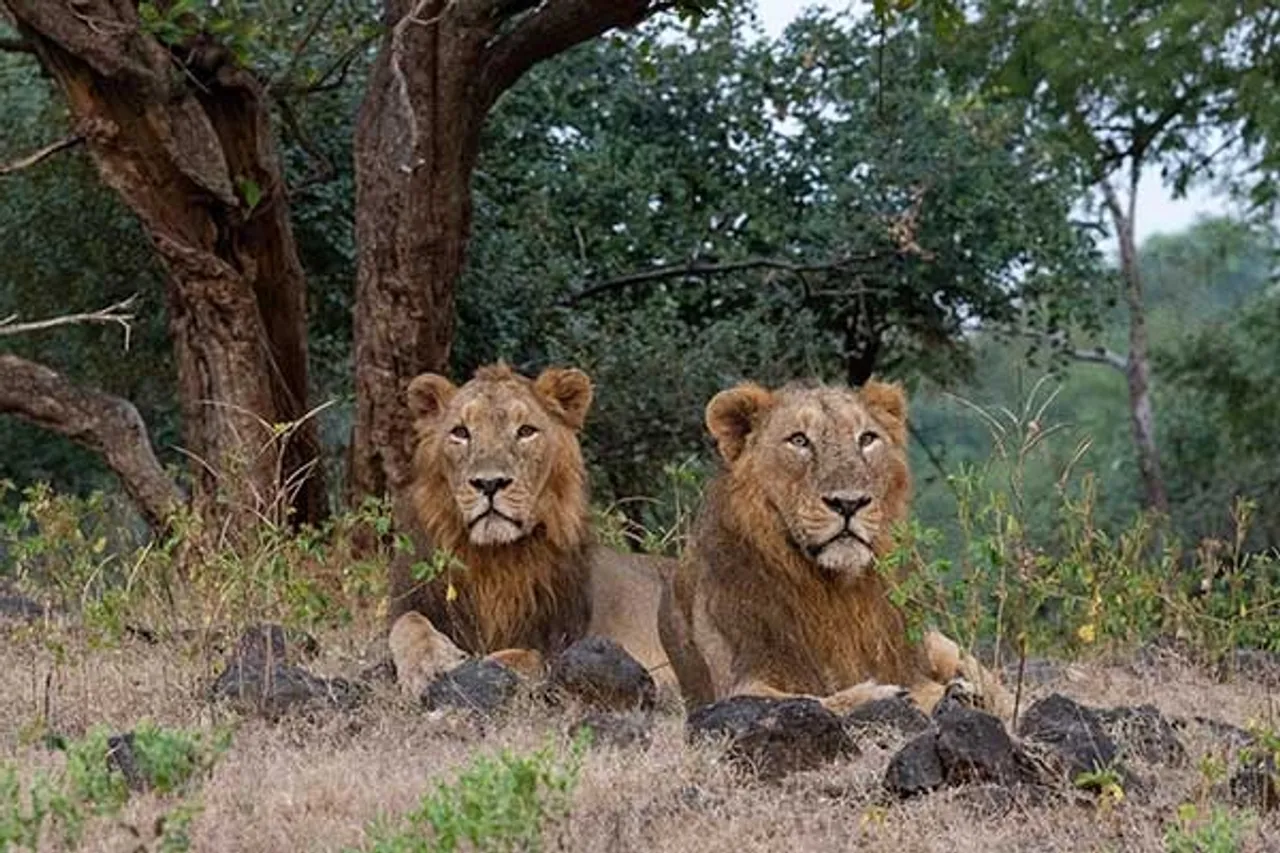 lion day 