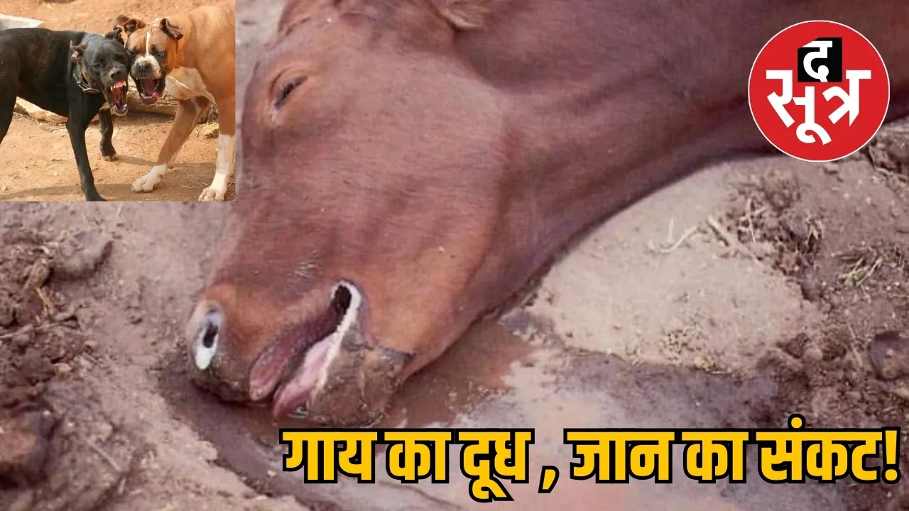 Cows died rabies virus milk distributed village everyone getting vaccinated the sootr