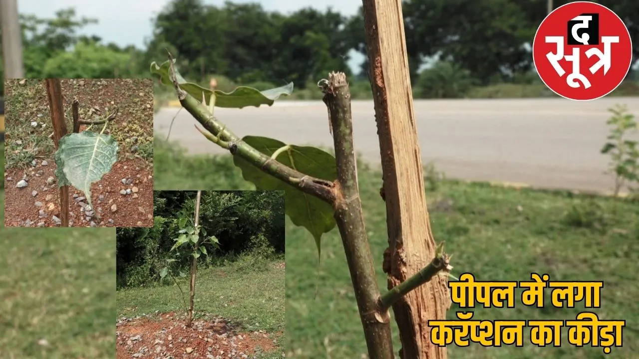 worm corruption infected peepal tree worth 15 crores sai government