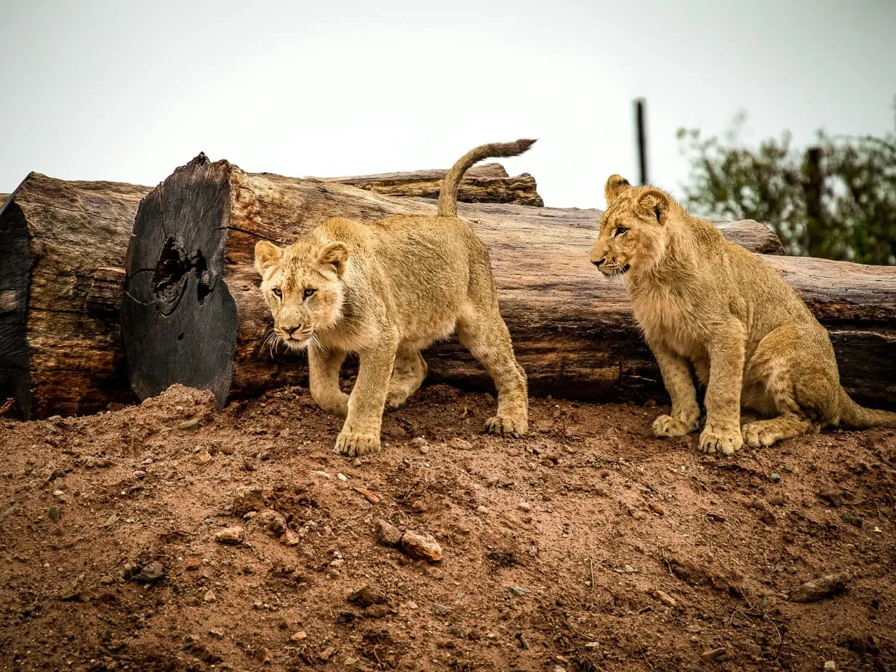 lion day  4
