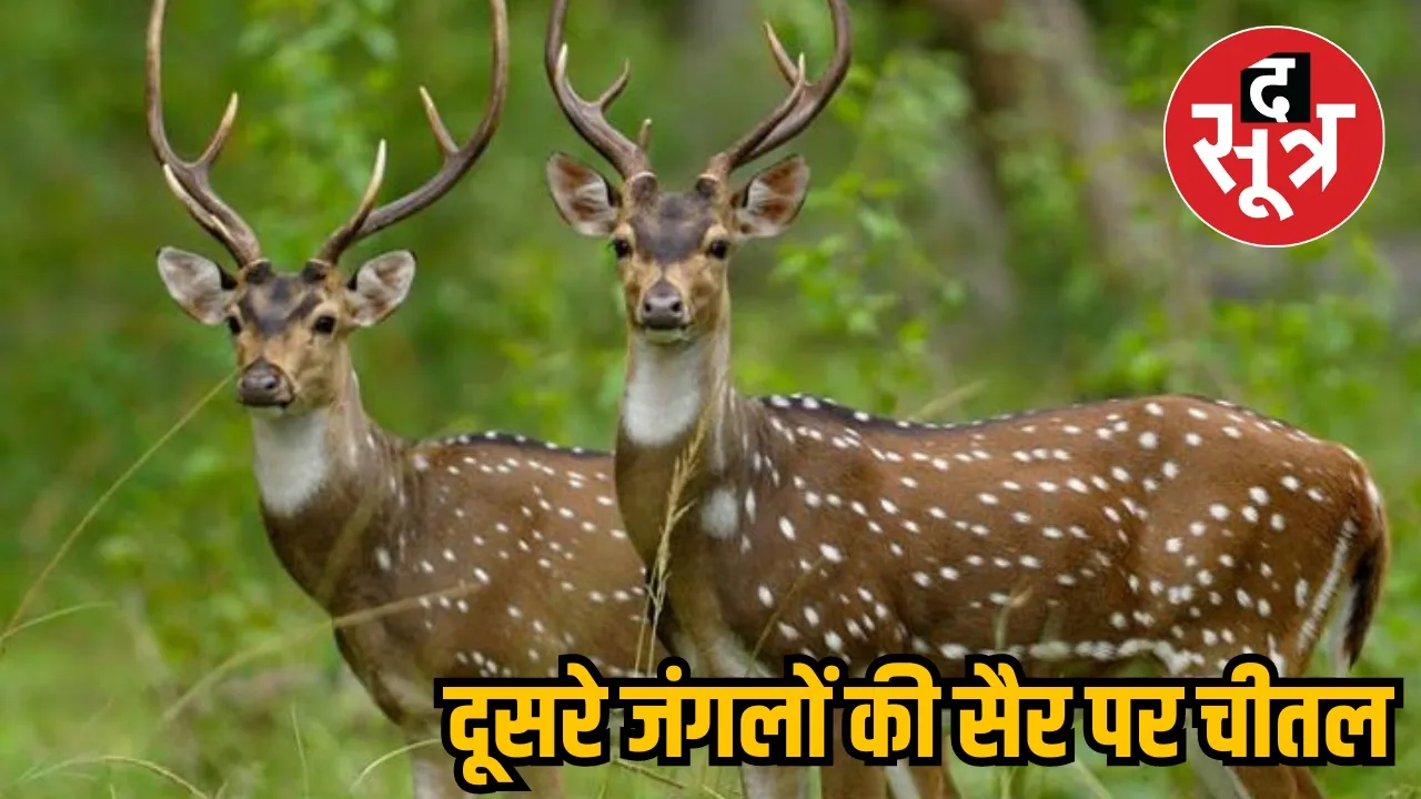 Pench Tiger Reserve Chital