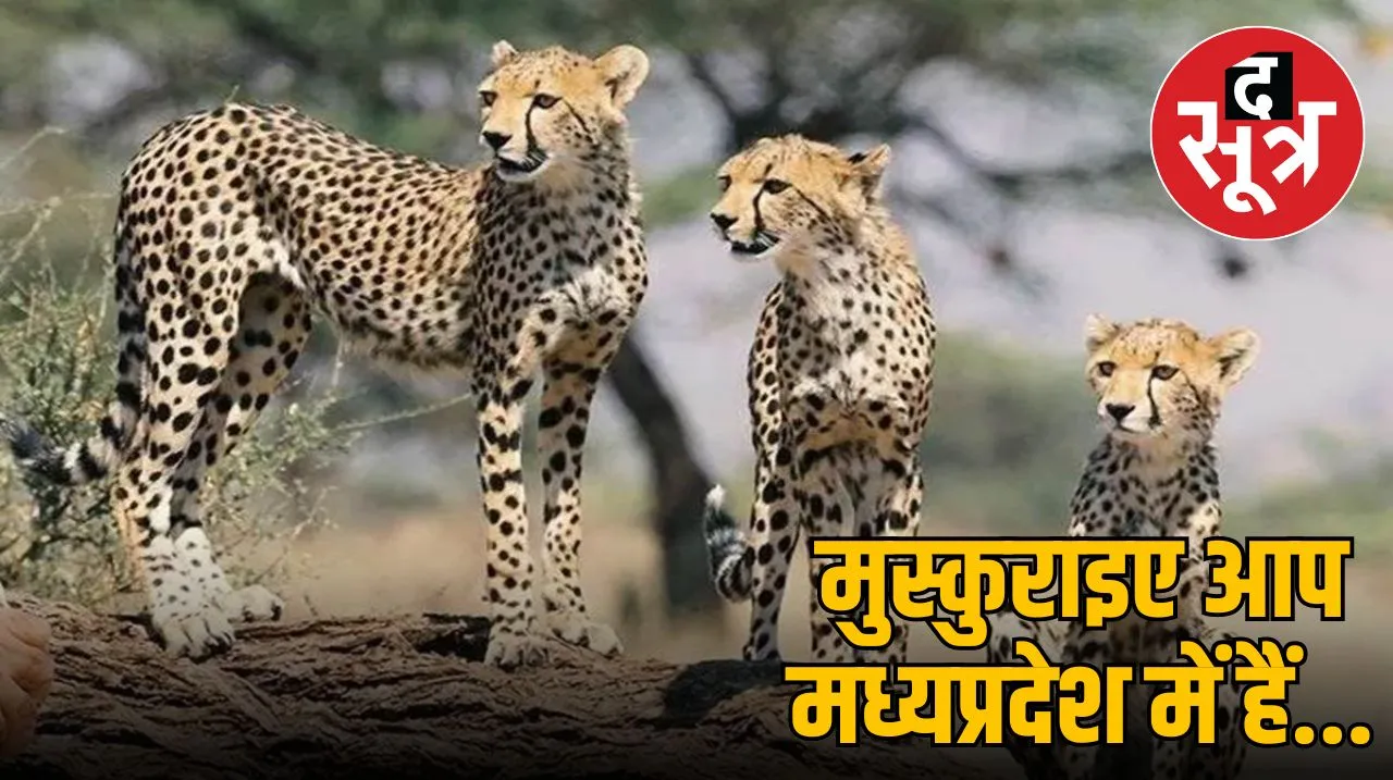 चीते