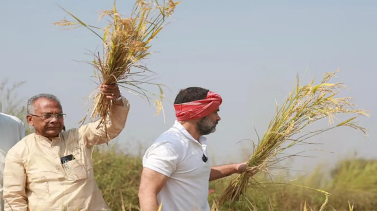 रायपुर पहुंच कर राहुल ने की धान की कटाई, हाथों में हंसिया-सिर पर गमछा, किसानी रुप में नजर राहुल 