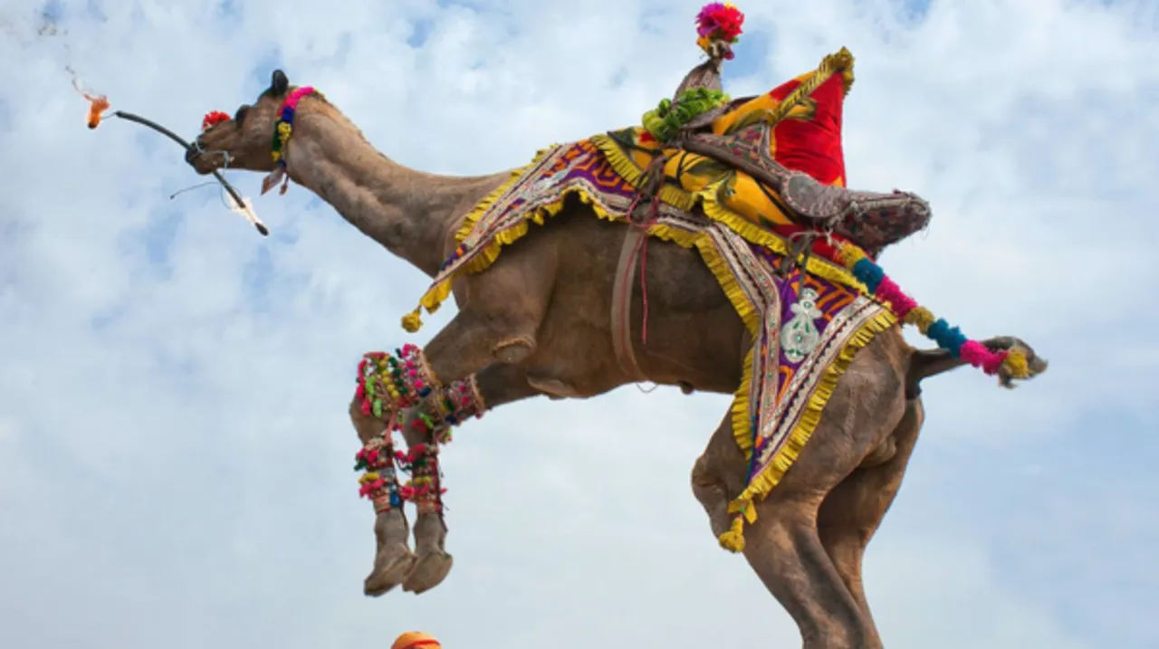 हेरिटेज वॉक के साथ रंगारंग कार्यक्रम शुरू, प्रतियोगिता में सज-धजकर आए ऊंट, छलांग मारते और डांस करते दिखे