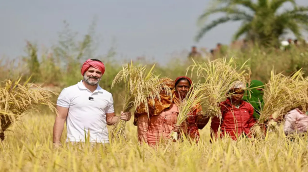 रायपुर पहुंच कर राहुल ने की धान की कटाई, हाथों में हंसिया-सिर पर गमछा, किसानी रुप में नजर राहुल 