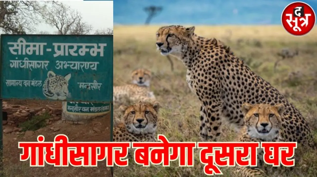 गांधीसागर अभयारण्य में लाए जाएंगे चीते, 64 वर्ग किमी क्षेत्र में बाड़ा बनकर तैयार, भोजन के लिए कान्हा नेशनल पार्क से लाए 23 चीतल 