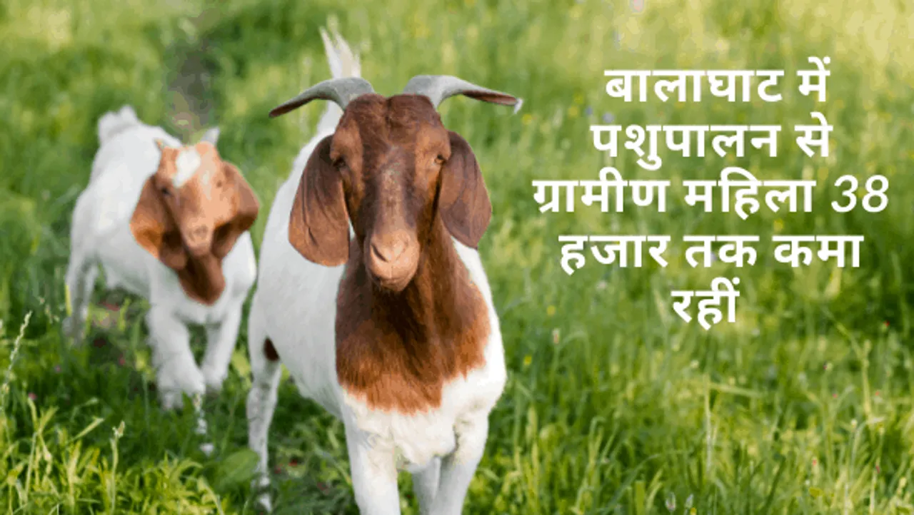 जिंदगी बदली: बालाघाट में पशुपालन से ग्रामीण महिला 38 हजार तक कमा रहीं 