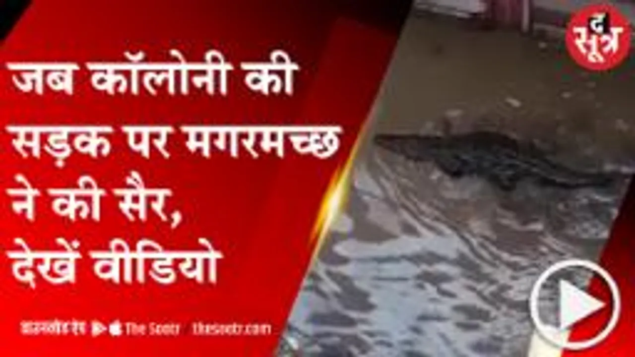 MP: भारी बारिश के बाद सड़क पर मगरमच्छ, कॉलोनी में की सैर; देखें वीडियो 