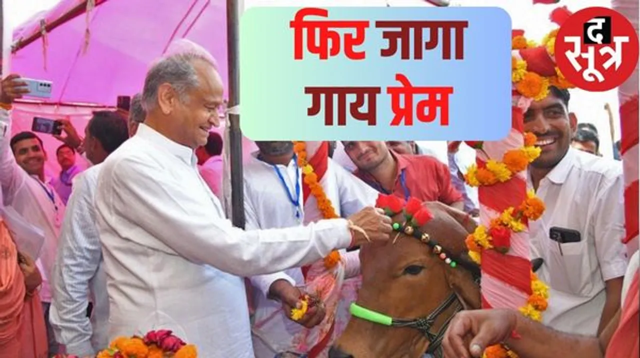राजस्थान में गाय के प्रति और बढ़ेगा गहलोत का प्रेम, सरकार रिपीट हुई तो गाय का गोबर और मूत्र खरीदने की योजना हो सकती है शुरू