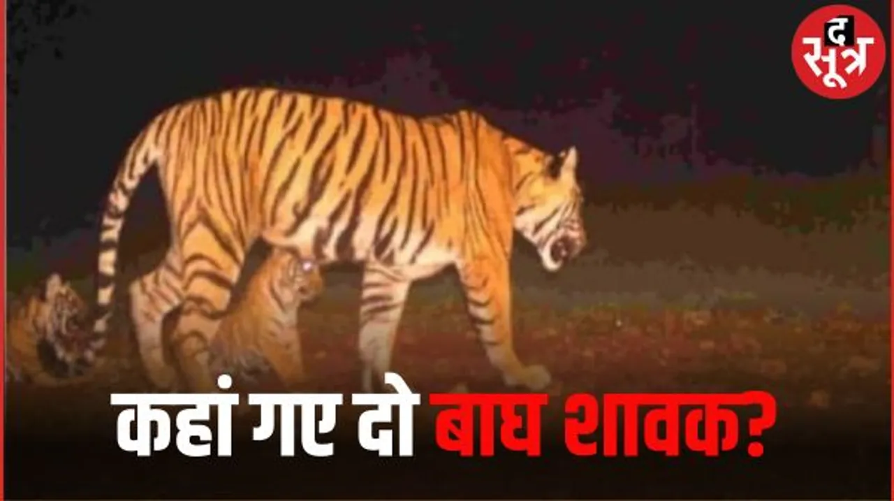 नौरादेही अभयारण्य में बाघिन एन-112 के दो शावक हुए लापता, पहली बार मां बनी है एन-112, नर बाघ द्वारा मारे जाने का शक