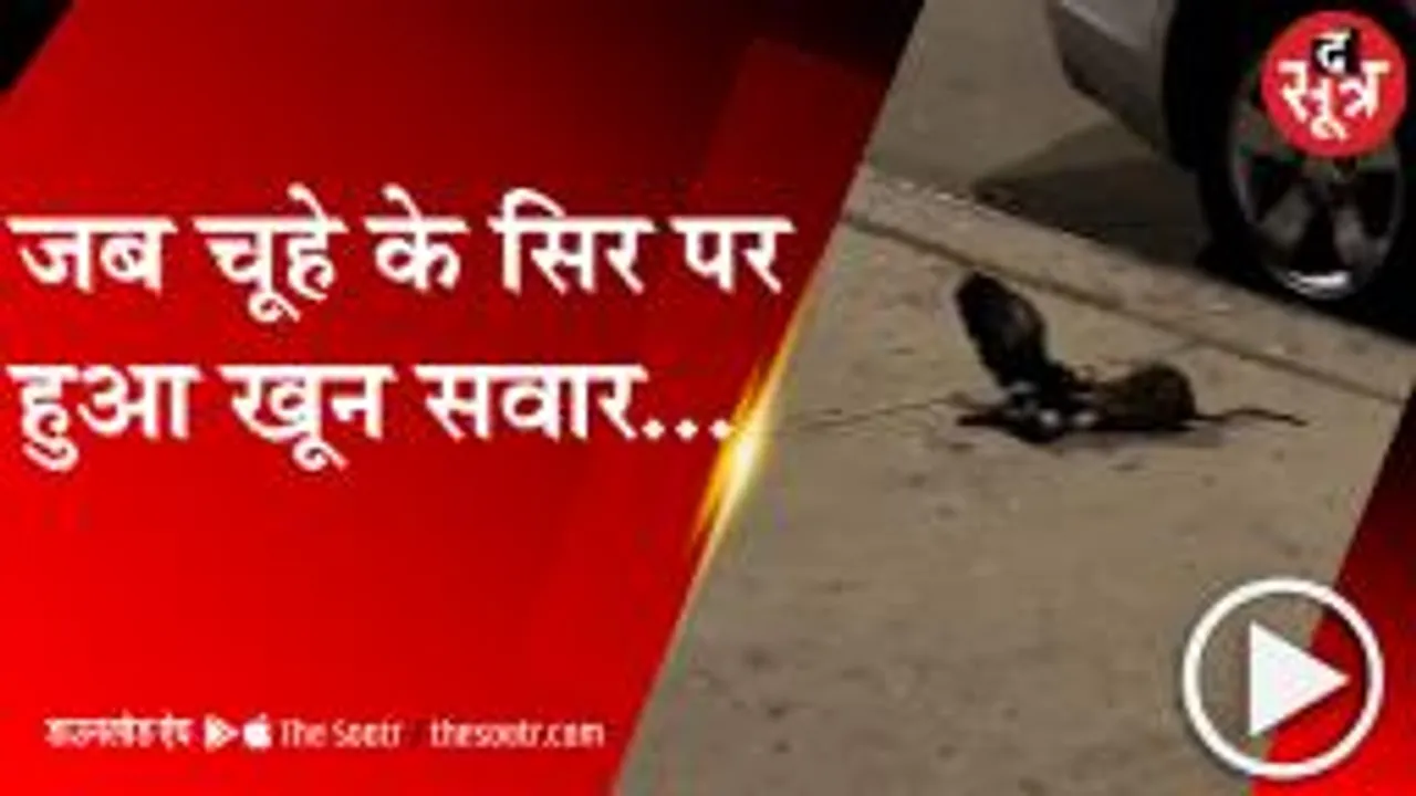 चूहे और कबूतर के बीच खूनी ||war||, सोशल मीडिया पर वीडियो हो रहा वायरल 