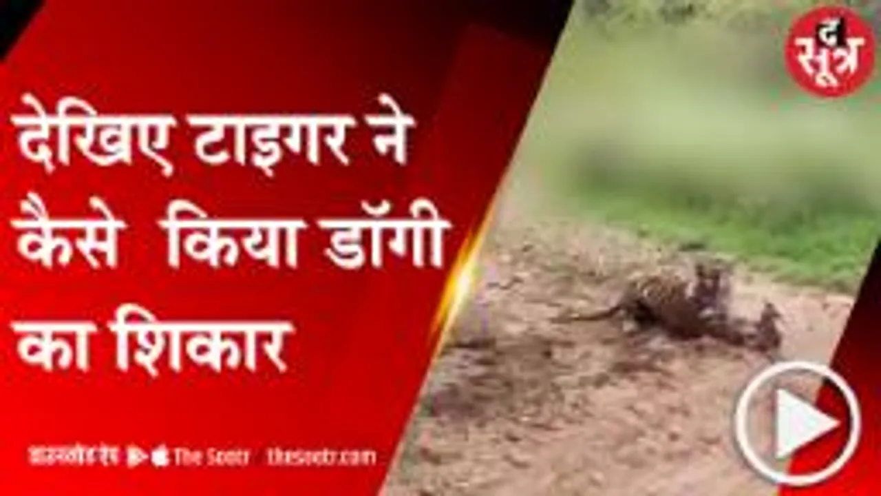 Ranthambhore: टाइगर की नींद में पड़ा खलल तो डॉगी का किया शिकार, देखें वीडियो