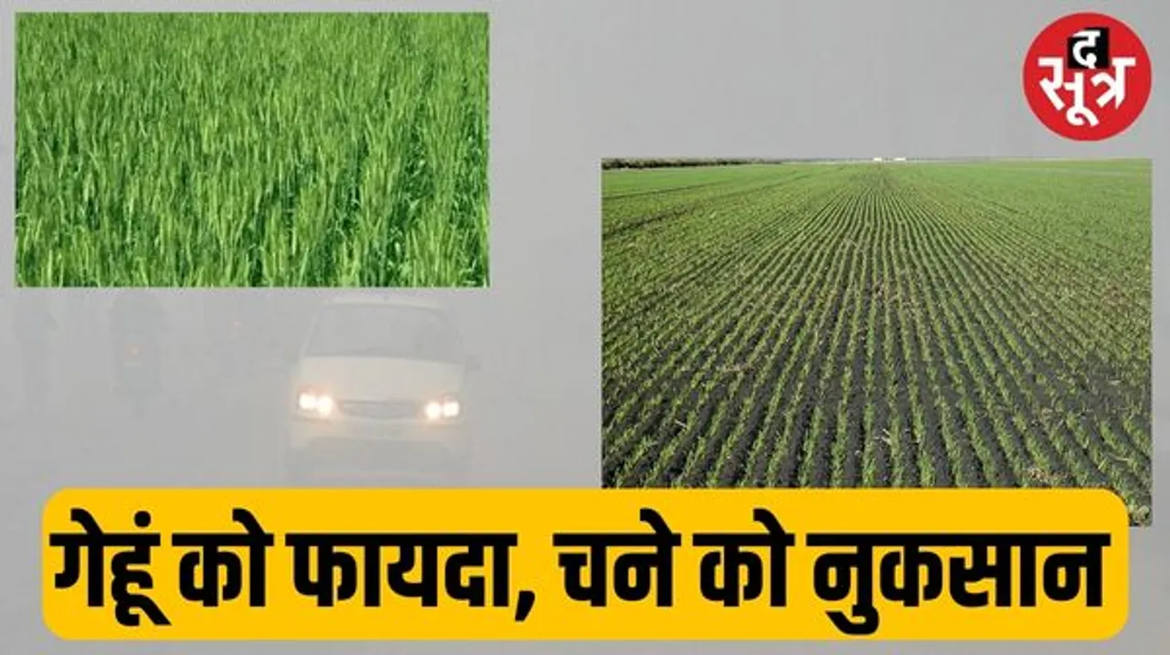 मावठा से गेहूं में होगी ग्रोथ, चना-मसूर में नुकसान का डर, सरसों पर हो सकता है माहू का अटैक, आलू में फंगस लगने की आशंका