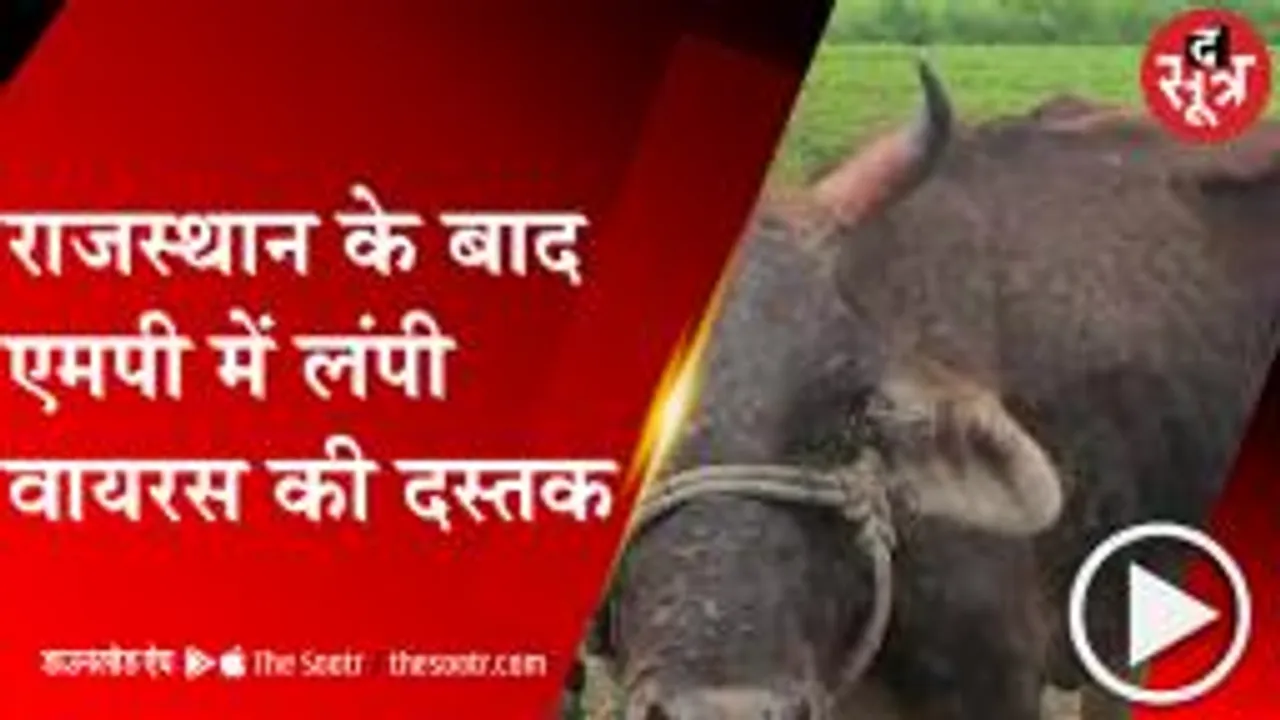 RATLAM: मध्यप्रदेश में लंपी की एंट्री, चार गांव में फैला वायरस 