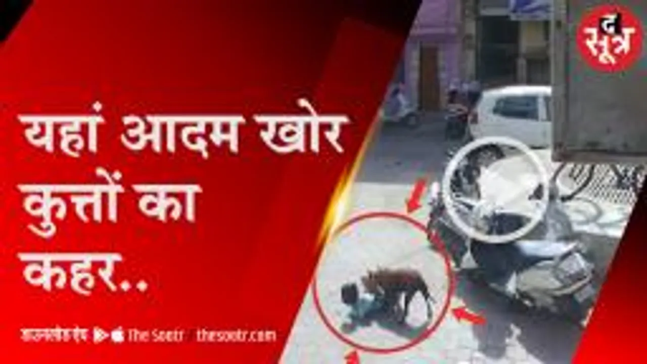 मासूमों को निशाना बना रहे आवारा कुत्ते, जगह जगह से मिल रही शिकायत  