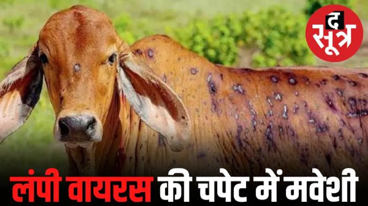 मप्र में फिर से फैल रहा लंपी वायरस, तीन माह में 25 हजार से ज्यादा पशु चपेट में