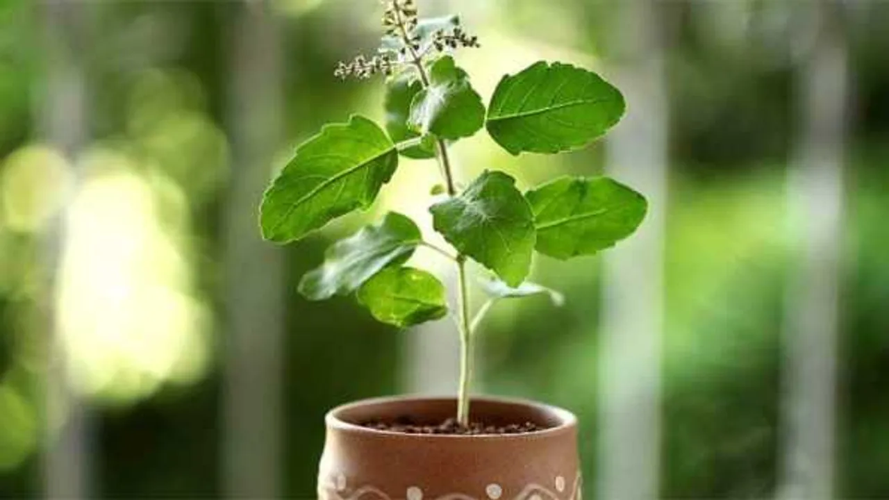 Health Tips: रोज खाली पेट पिएं तुलसी का पानी, इन समस्याओं से मिलेगा छुटकारा