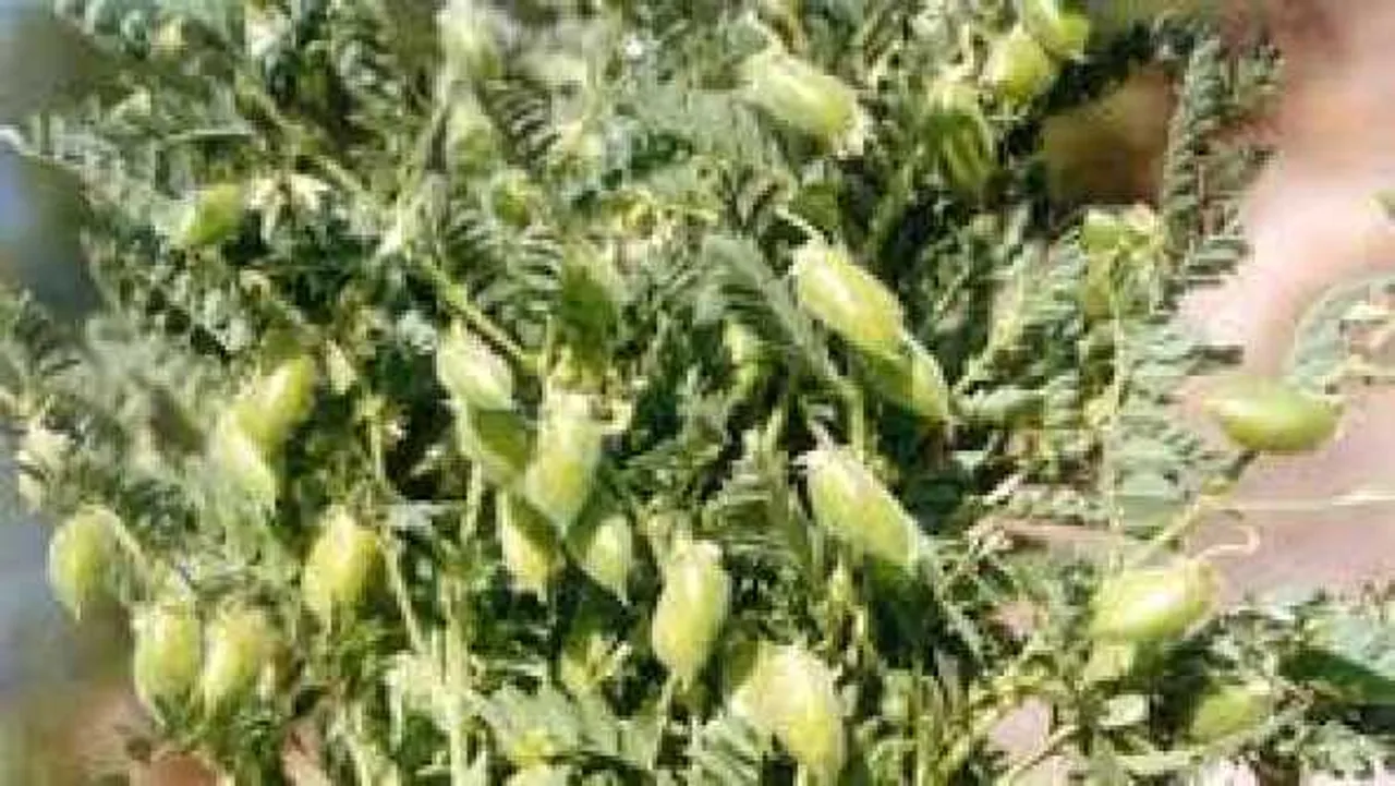 काम की बात: चने की फसल को रोगों से बचाने के लिए करें ये उपाय, हार्वेस्टर से काट पाएंगे फसल 

