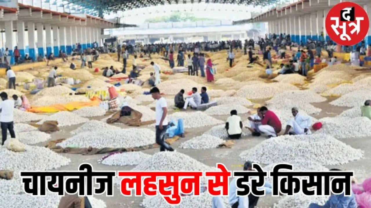 चाइना के लहसुन से डरे किसान, अवैध तरीके से मध्यप्रदेश में आ रहा, जानें किसानों को क्यों कम मिल रहा अपनी उपज का रेट