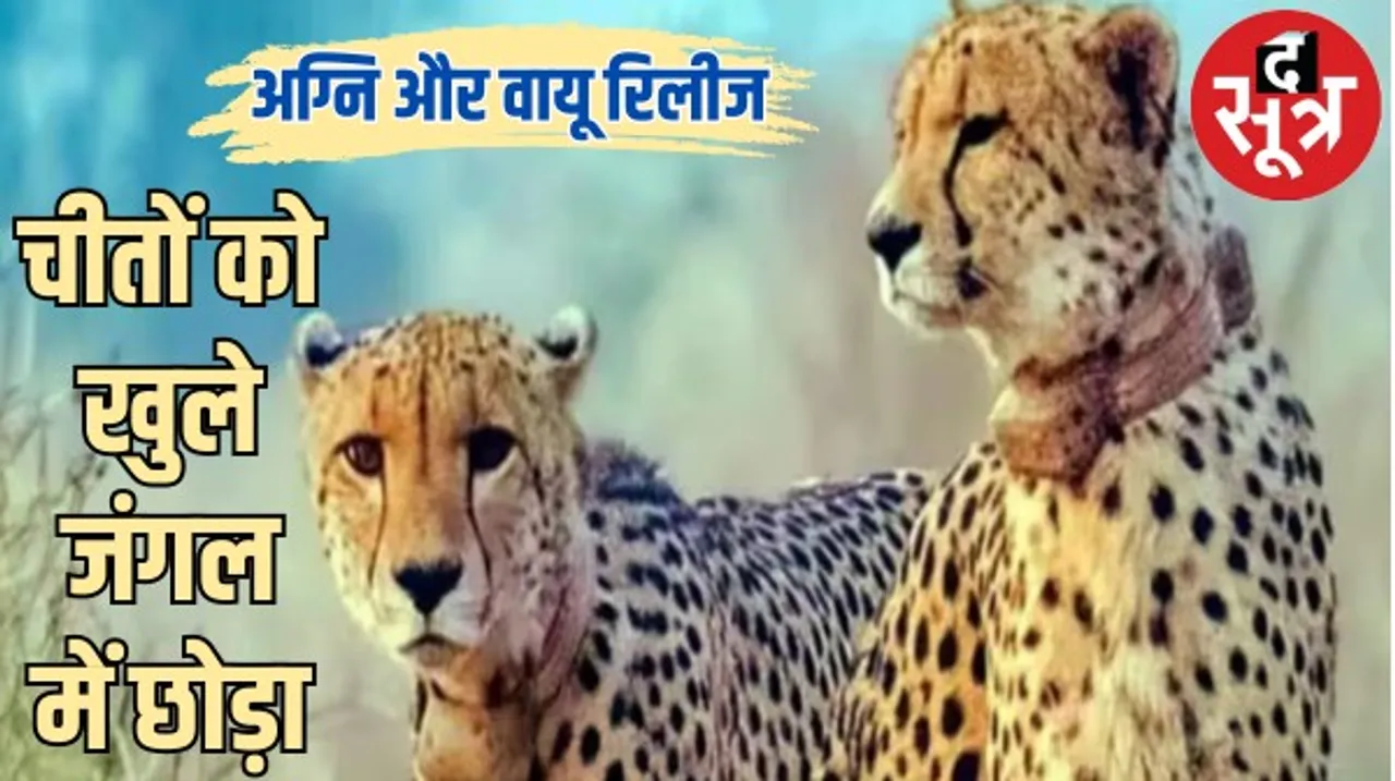 कूनों में चीतों को बड़े बाड़े से खुले जंगल में किया रिलीज, फिर रफ्तार भरेंगे अग्नि और वायु, अब पर्यटकों का इंतजार होगा खत्म