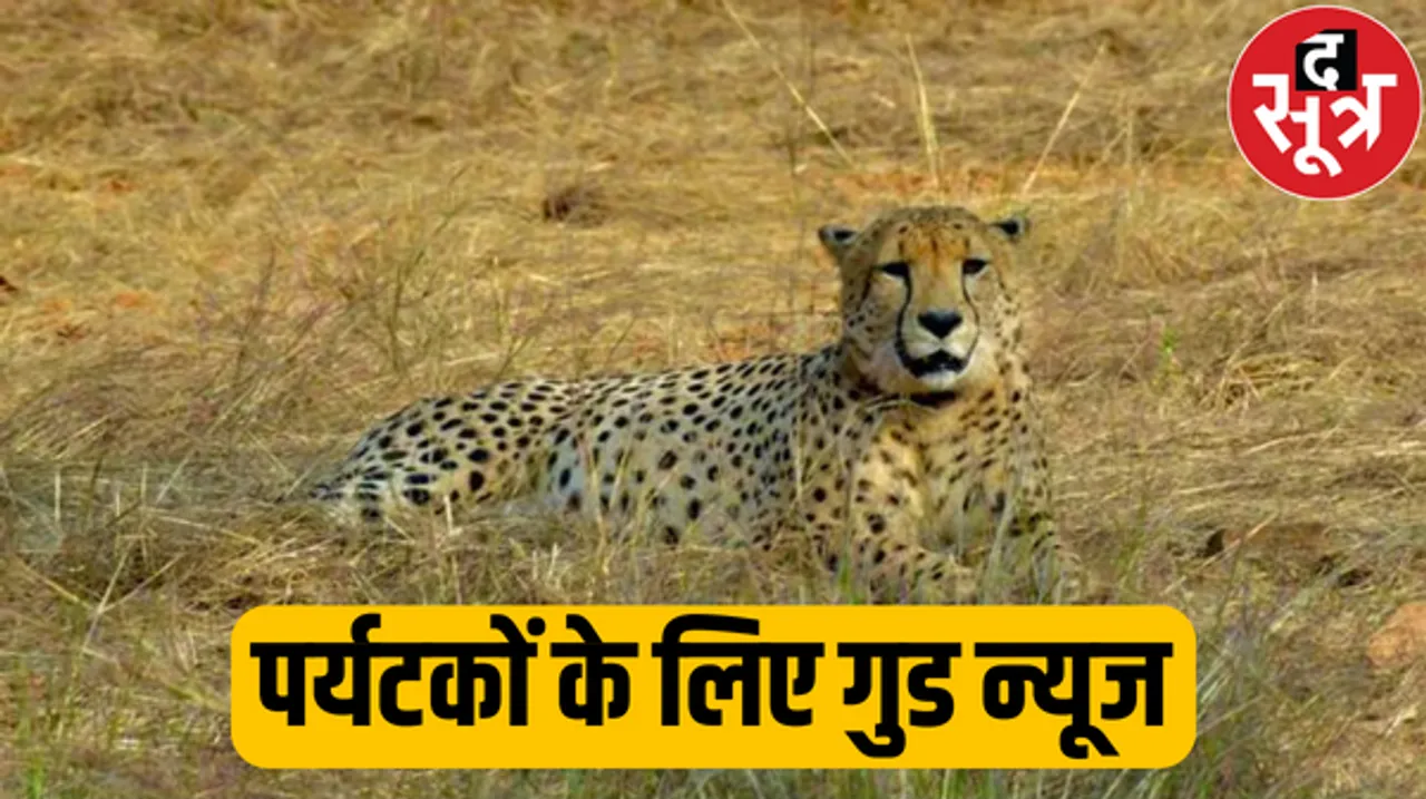 कूनो नेशनल पार्क में छोड़े गए 'अग्नि' और 'वायु', कूनो में बनेगी देश की पहली चीता सफारी, CM मोहन यादव करेंगे शुभारंभ