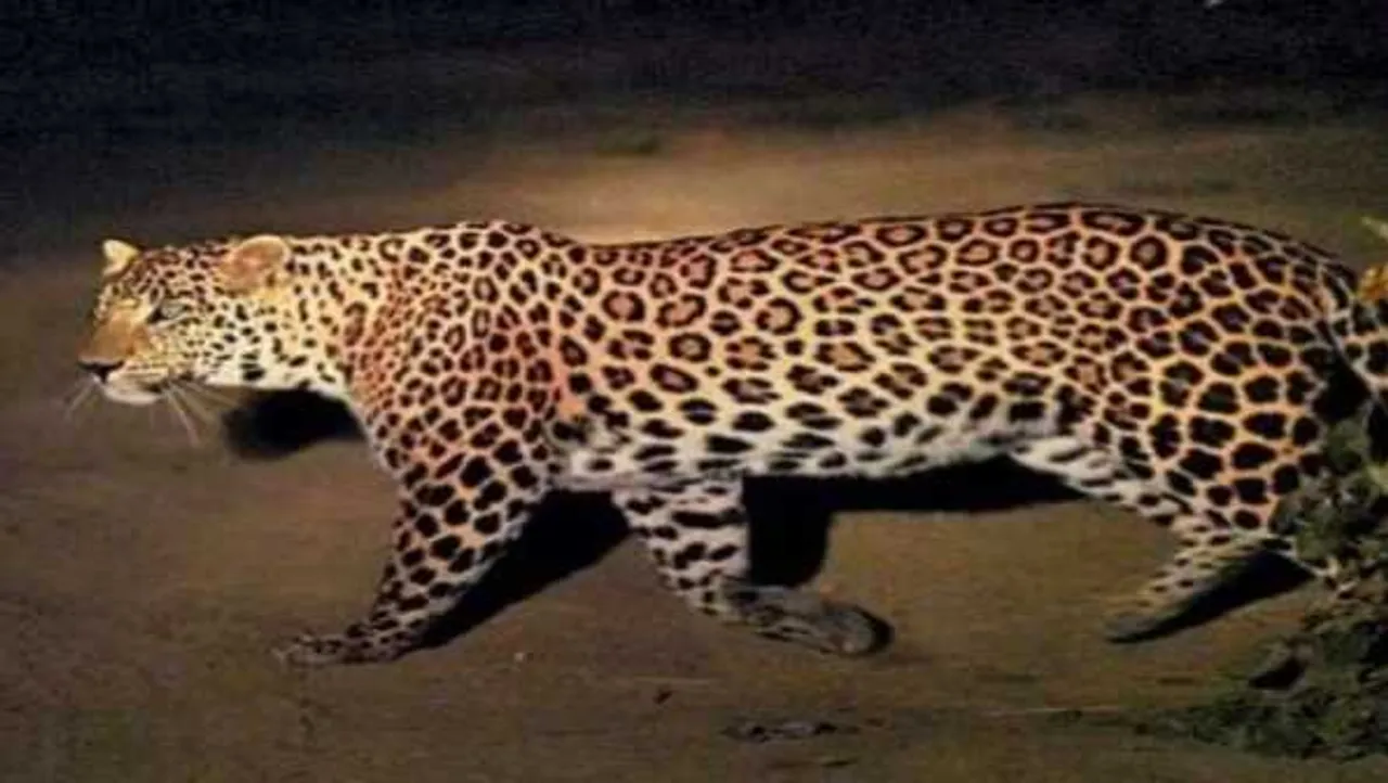 भोपाल में तेंदुआ: स्वर्ण जयंती पार्क में देखे जाने की सूचना, वन विभाग पड़ताल में जुटा