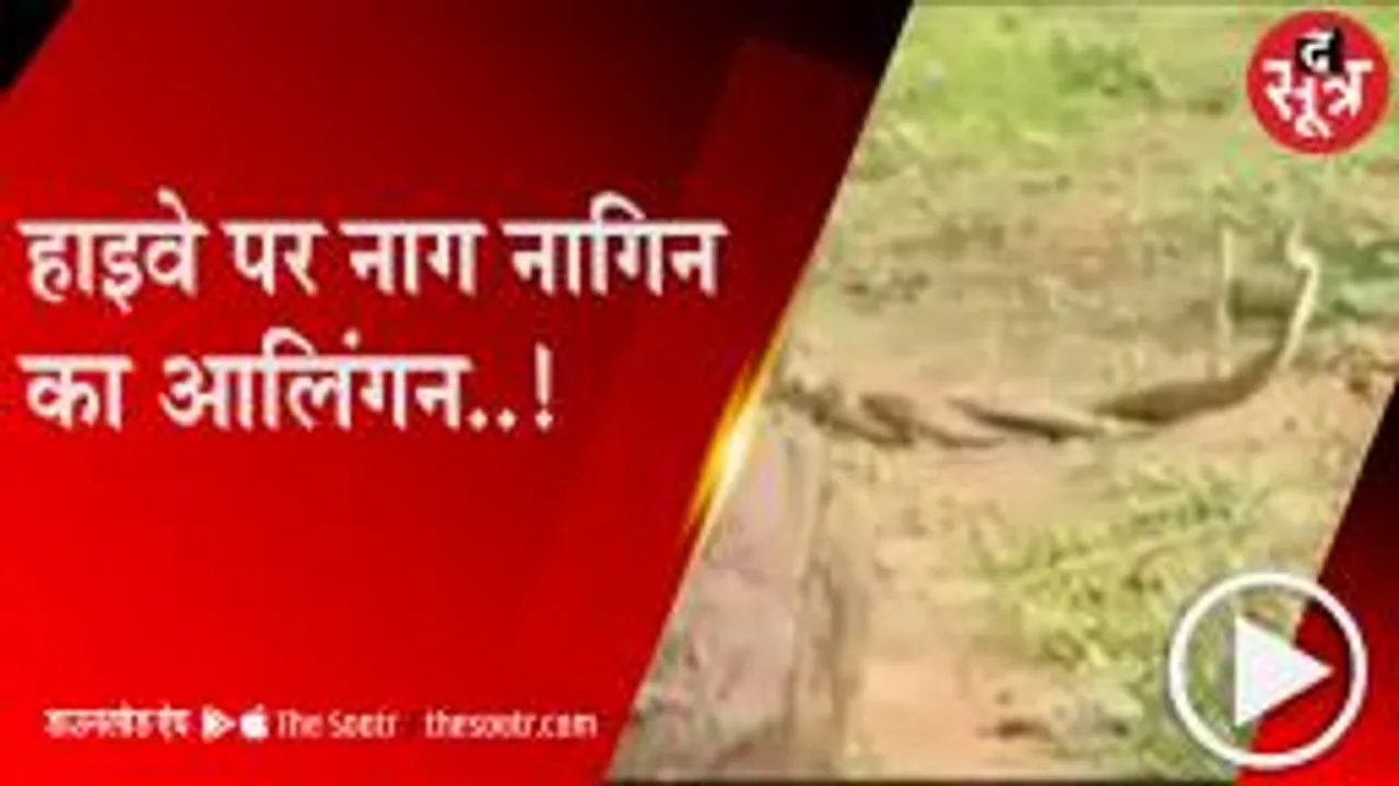 TIKAMGARH: हाईवे पर नाग-नागिन कर रहे थे आलिंगन, राहगीरों ने बनाया वीडियो 