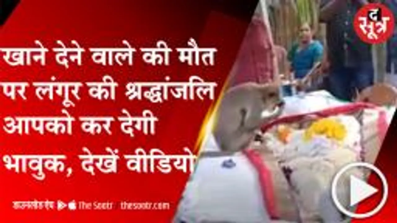  किस शख्स को लंगूर ने दी अंतिम विदाई, लोग हुए भावुक, देखें वीडियो 