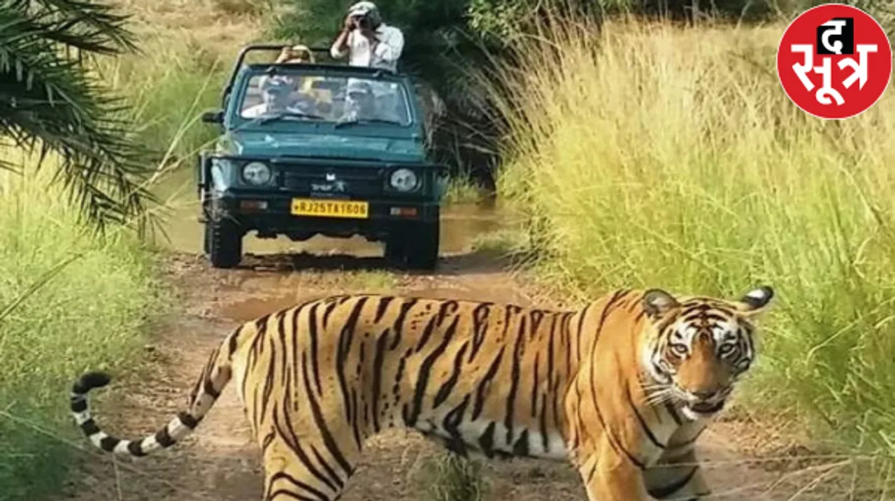रणथंभौर में वीआईपी सफारी के नाम पर हुआ गड़बड़झाला, होटल वालों के साथ मिलीभगत से वीआईपी कोटे की होती रही ब्लैक मार्केटिंग