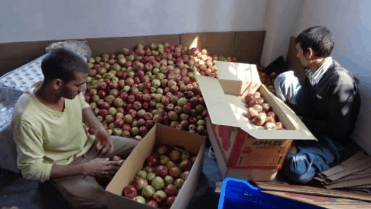 कॉर्टन के बजाए क्रेट में सेब: IIT सेब को सुरक्षित पहुंचाने के लिए तैयार करेगा तकनीक