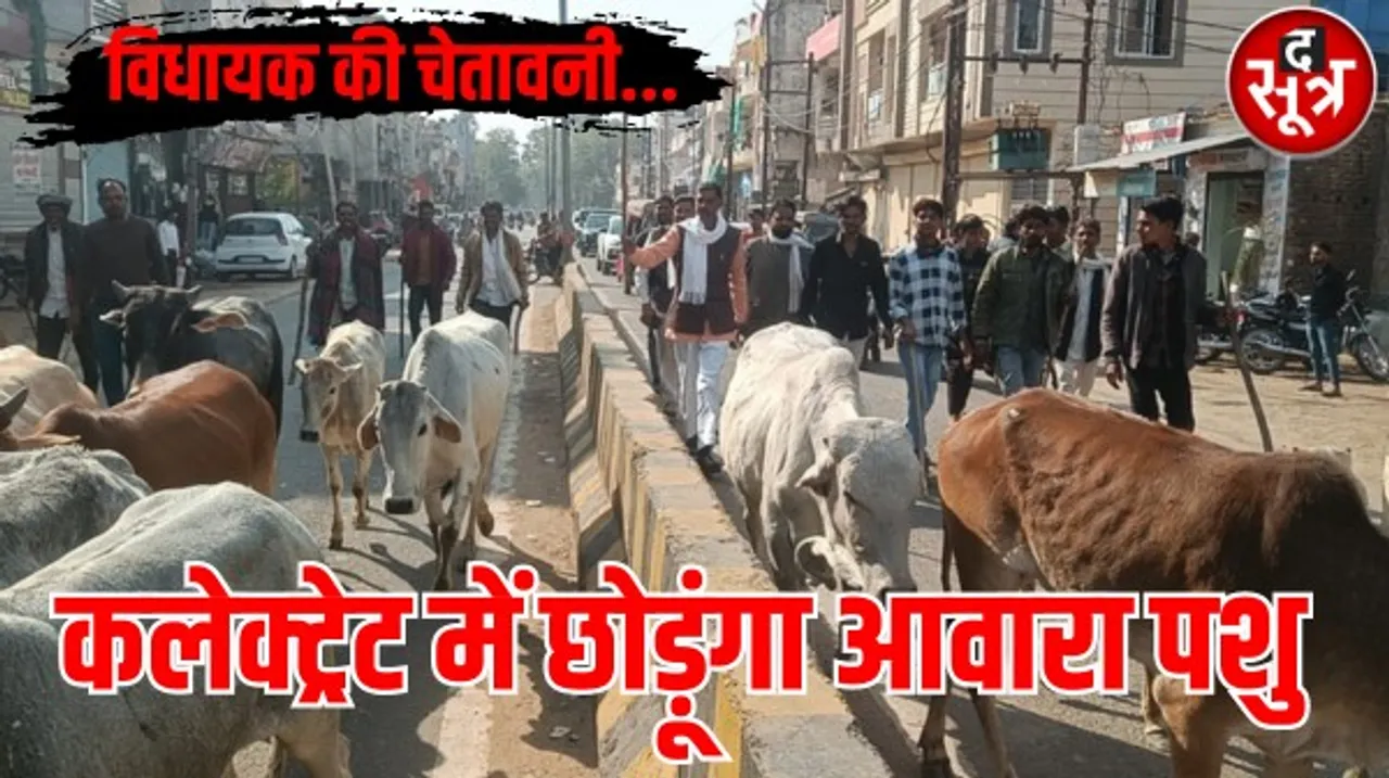 श्योपुर में डंडा लिए गौवंश हांकते दिखे कांग्रेस विधायक, बोले- गौशालाओं को शुरू न किया तो आवारा पशुओं को कलेक्ट्रेट में घुसा दूंगा