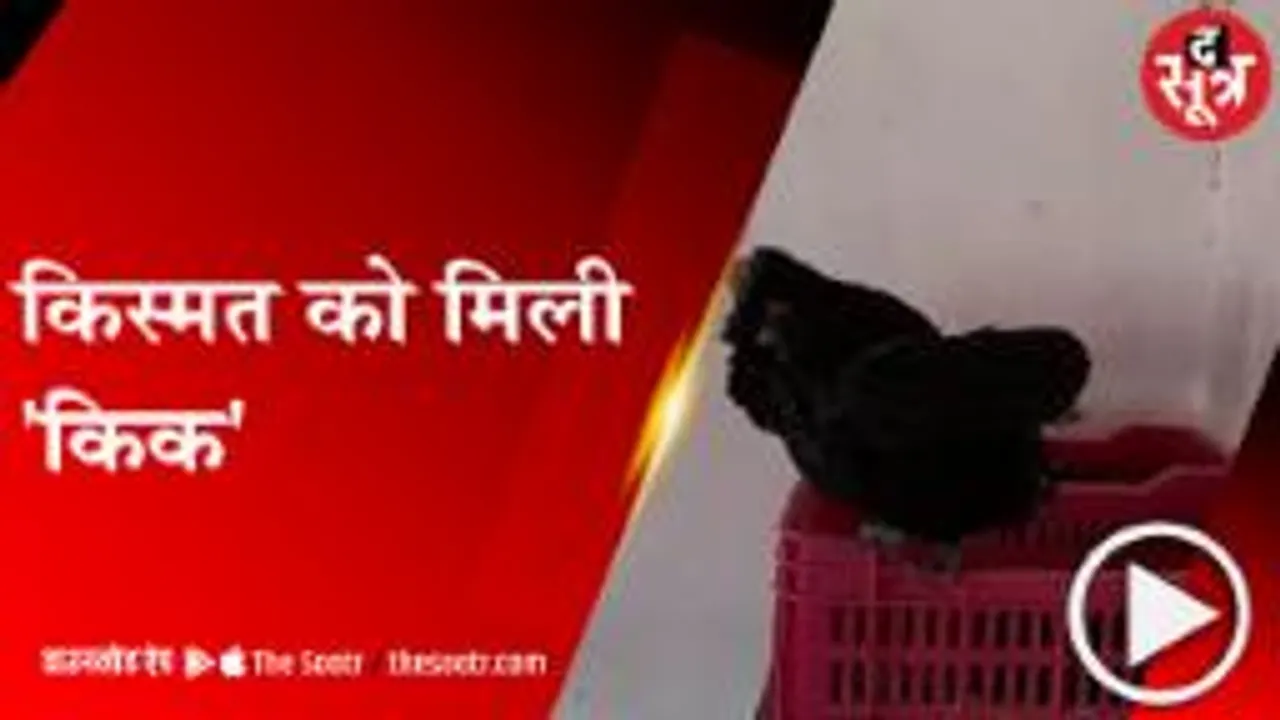Satna: कई बिजनेस में हाथ आजमाए पर नहीं हुए कामयाब, अब कड़कनाथ ने बदल दी जिंदगी