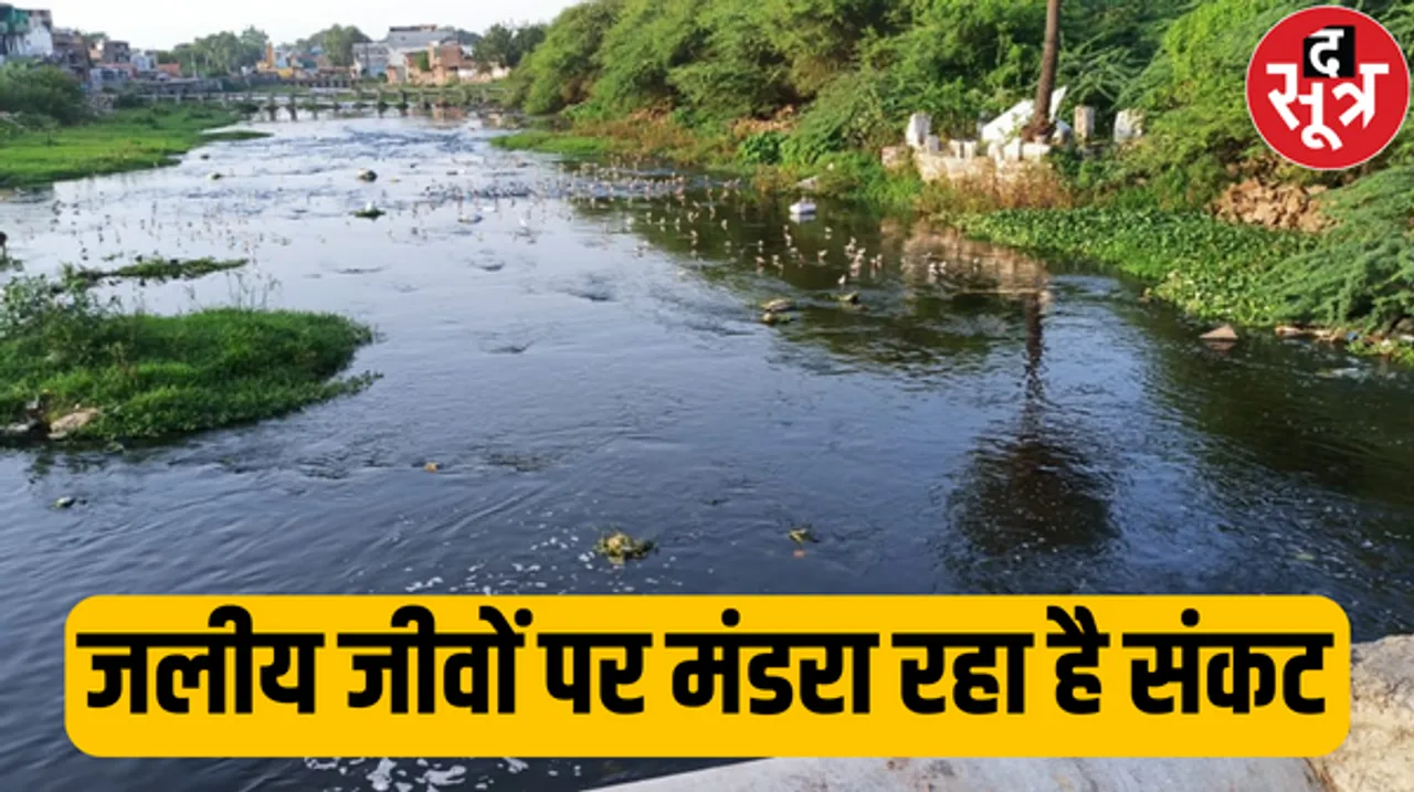 कोटा के सीवरेज और औद्योगिक कचरे ने चंबल की घड़ियाल सेचुरी के लिए पैदा किया खतरा, एनजीटी ने दिए नोटिस