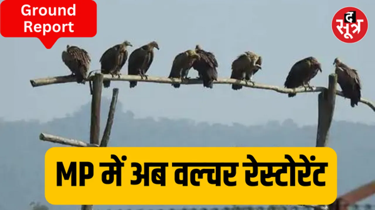 बाघ ही नहीं गिद्ध संरक्षण में भी मप्र देश में अव्वल, एमपी का पहला वल्चर रेस्टोरेंट अप्रैल में होगा शुरू