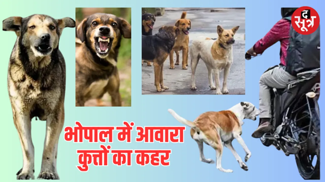 भोपाल में नहीं रुक रहा आवारा कुत्तों का आतंक, 2 दिन में 86 लोगों को काटा, बच्चों पर हमला कर रहे स्ट्रीट डॉग