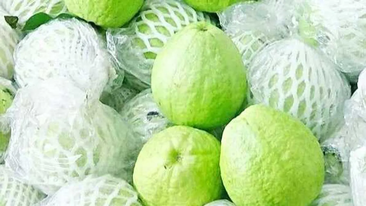 
थाई अमरूद: अमरूद की खेती से फायदा, वैज्ञानिक विधियों से हो रहा मुनाफा