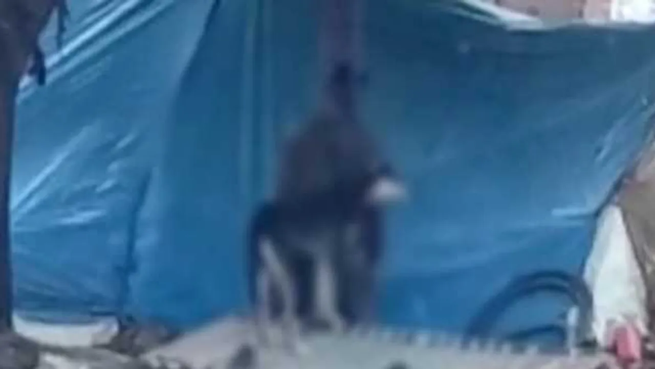 एक प्रेम ऐसा भी: मां ने डॉग को भगाने को बोला, बेटे ने कुत्ते को गोद में बैठाकर लगाई फांसी