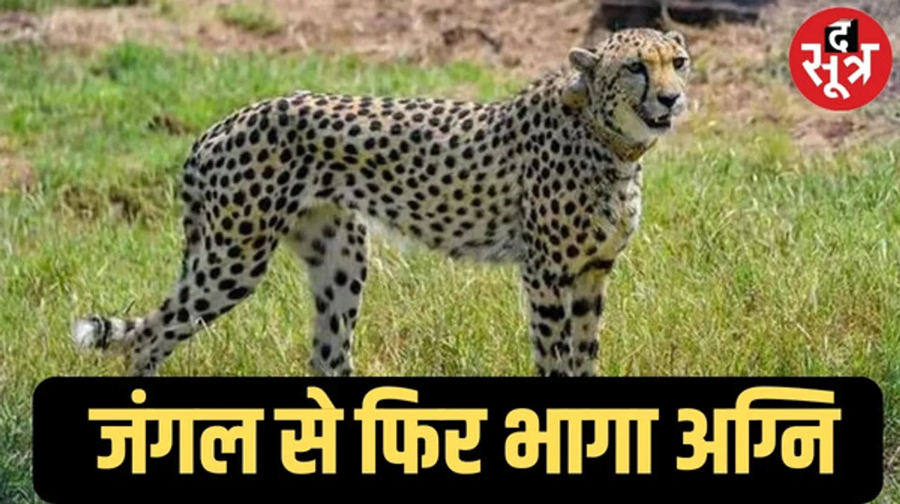 जंगल में छोड़ते ही अग्नि चीता कूनो नेशनल पार्क की सीमा से बाहर निकला, ग्रामीणों में फिर दहशत का माहौल