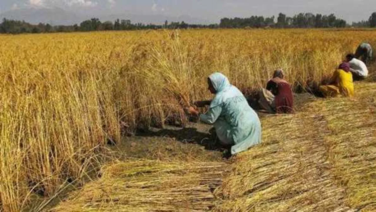 बारिश का फसलों पर असर:  कम बारिश के कारण धान का रकबा घटा, गन्ना तिलहन का बढ़ा