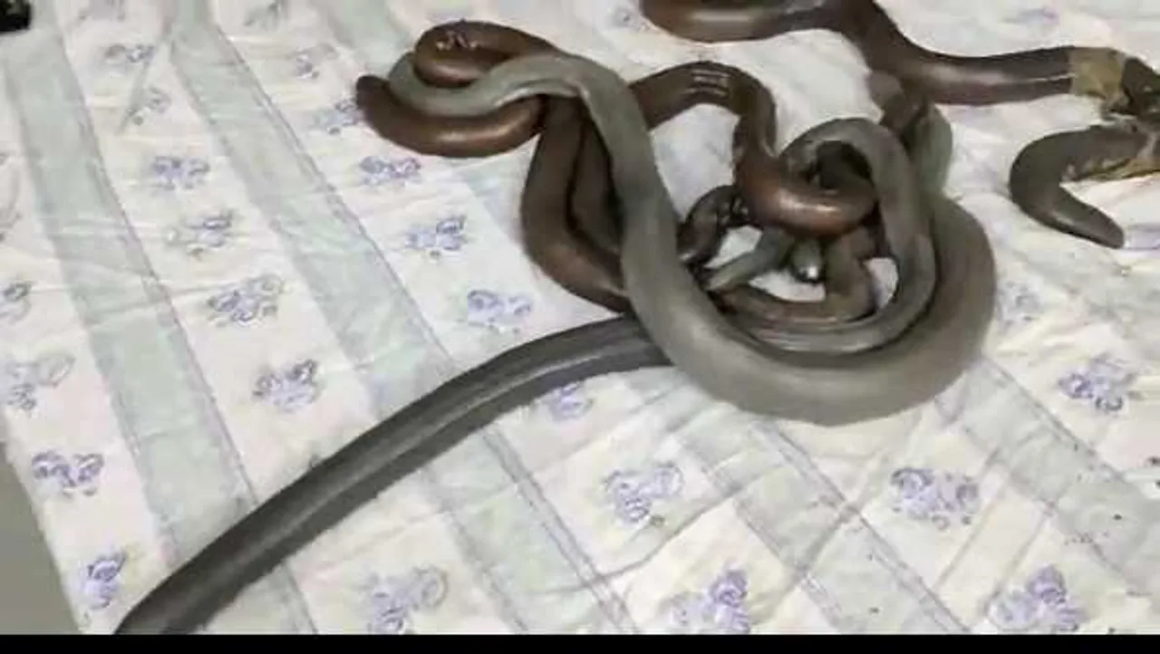 STF की कार्रवाई: 4 तस्करों से 5 करोड़ के दो मुहां सांप जब्त, मर्दाना ताकत बढ़ाने में उपयोग
