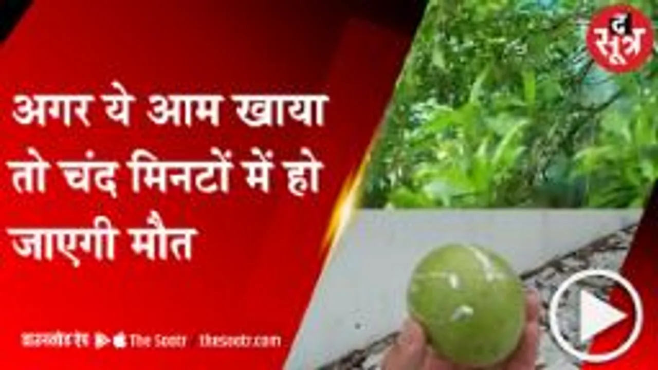 RANCHI: देखने में लगता है आम जैसा पेड़, लेकिन इसे खाने से मौत पक्की