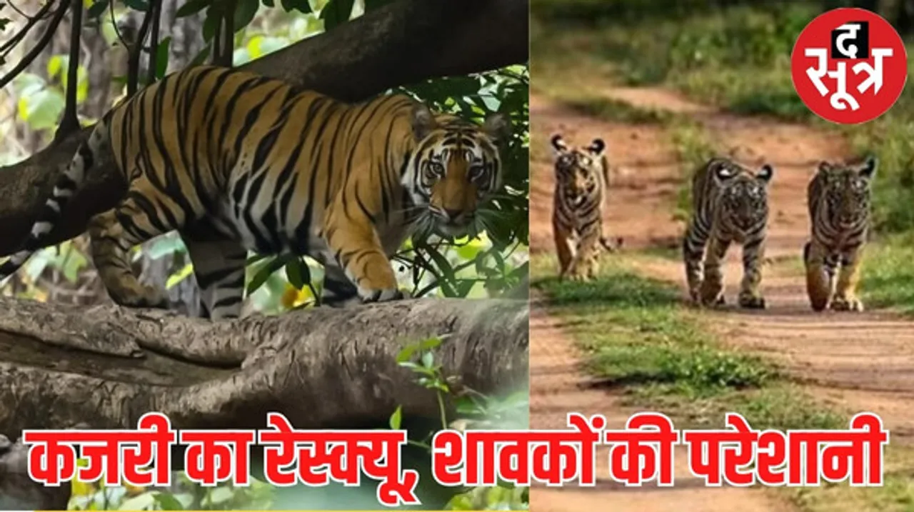 बाघिन कजरी के रेस्क्यू पर सवाल, 16 से 18 महीने के हैं शावक, एकमात्र ब्रीडिंग टाइग्रेस से बिछड़कर बच्चों की जिंदगी पर आ जाएगा खतरा