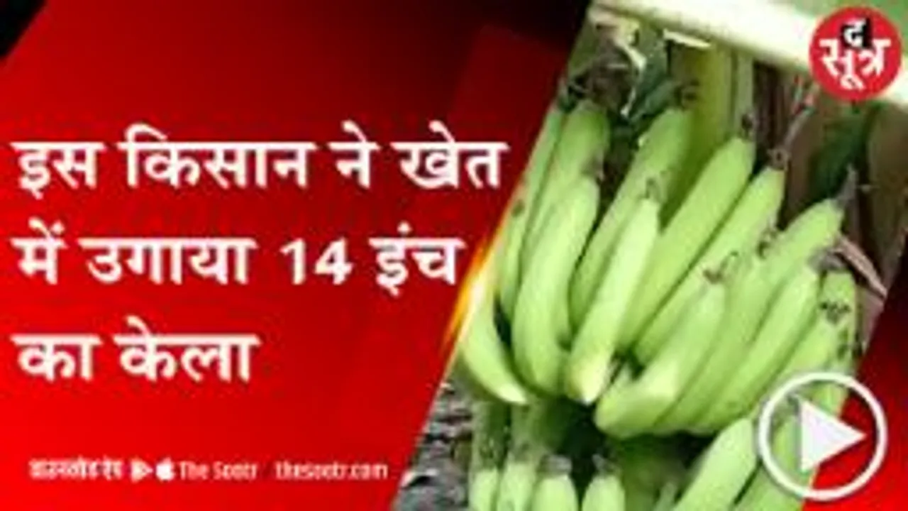 बड़वानी: किसान ने उगाया 14 इंच लंबा केला, देश-विदेश से आ रहे आर्डर 